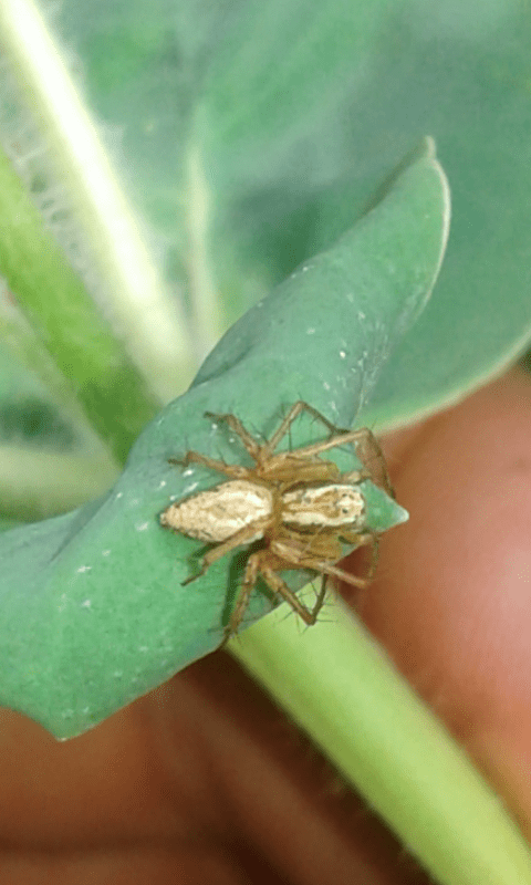 Oxyopidae : Oxyopes sp.?